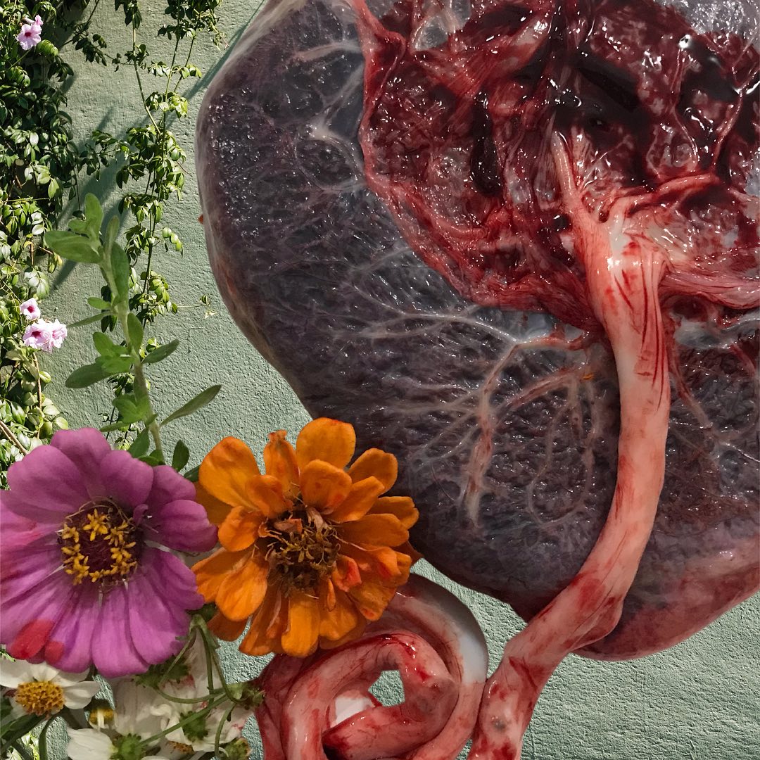 Placenta: Arte, Medicina & Alquimia